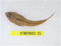 藏品(絲鰭斜棘(魚銜))的圖片